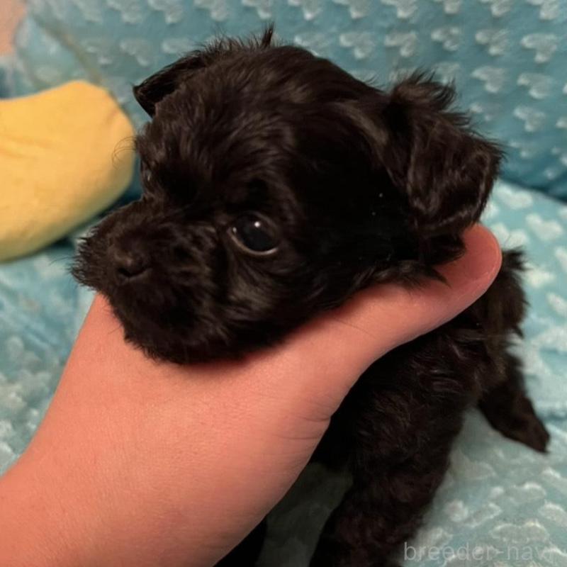 販売中の福岡県のヨープー:ヨークシャーテリア×トイプードル-443392の3枚目