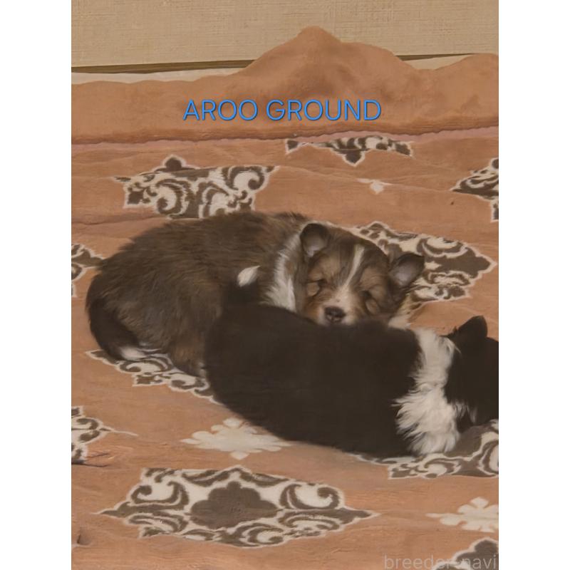 商談中の広島県のシェットランドシープドッグ(シェルティ)-439303の18枚目