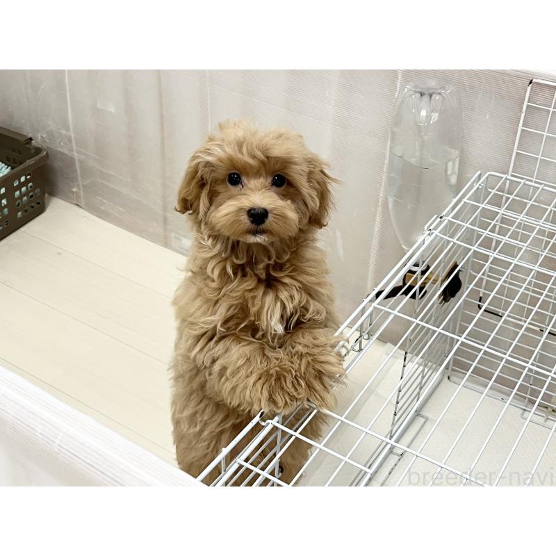 販売中の福岡県のマルプー:マルチーズ×トイプードル-416589の16枚目