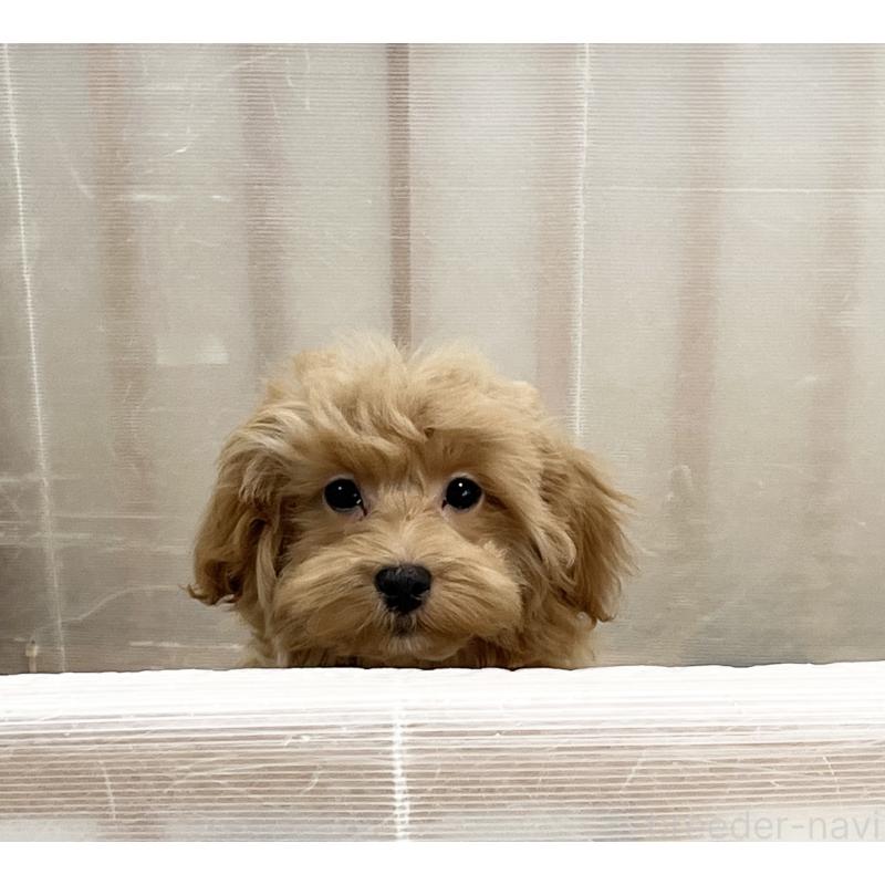 販売中の福岡県のマルプー:マルチーズ×トイプードル-416589の15枚目
