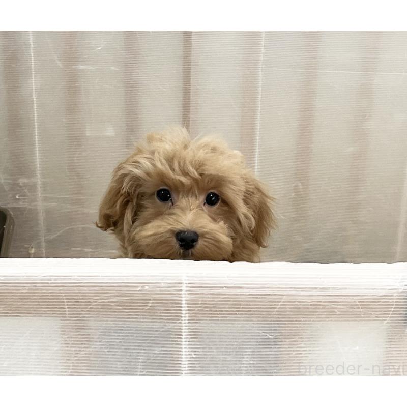 販売中の福岡県のマルプー:マルチーズ×トイプードル-416589の14枚目