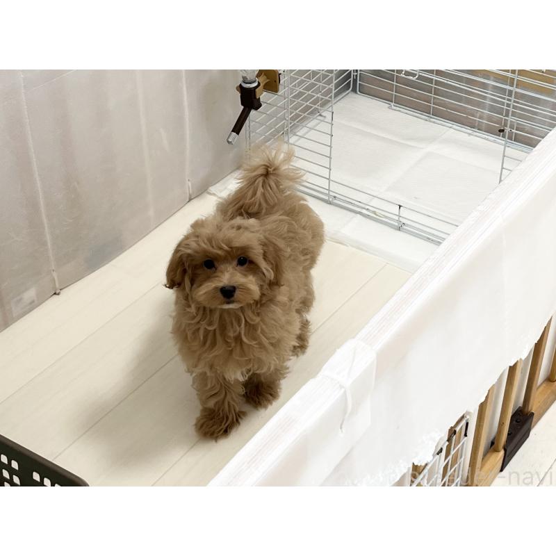 販売中の福岡県のマルプー:マルチーズ×トイプードル-416589の13枚目