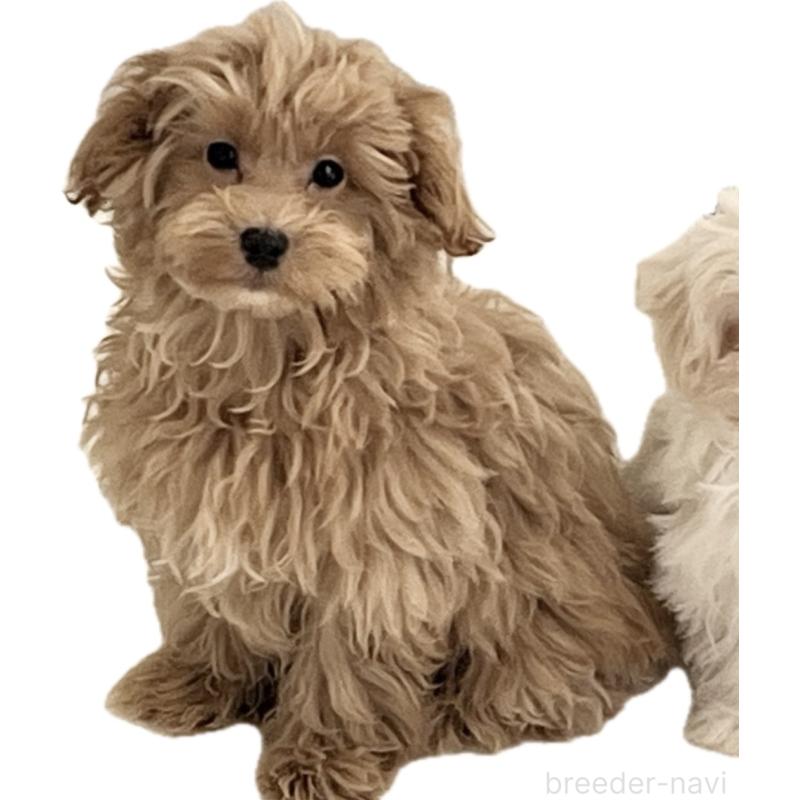 販売中の福岡県のマルプー:マルチーズ×トイプードル-416589の12枚目