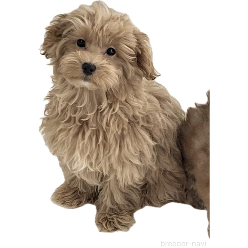 販売中の福岡県のマルプー:マルチーズ×トイプードル-416589