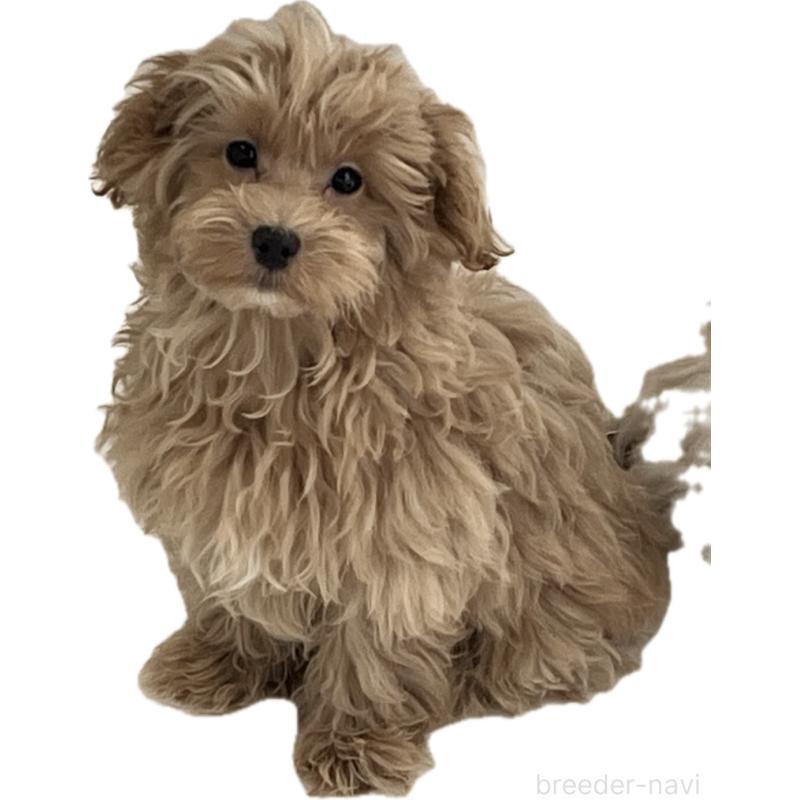 販売中の福岡県のマルプー:マルチーズ×トイプードル-416589の10枚目