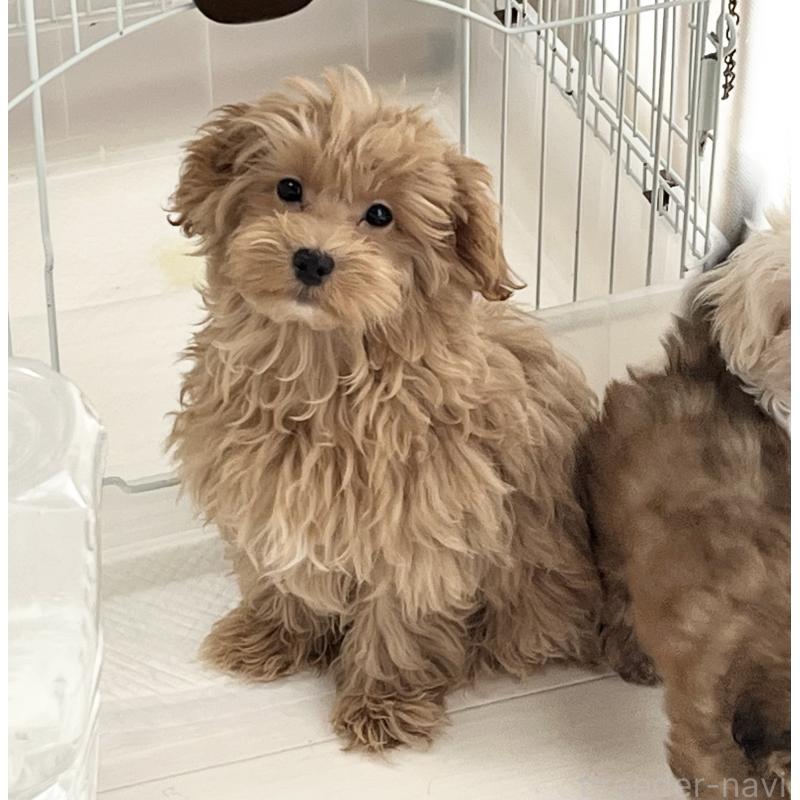 販売中の福岡県のマルプー:マルチーズ×トイプードル-416589の8枚目