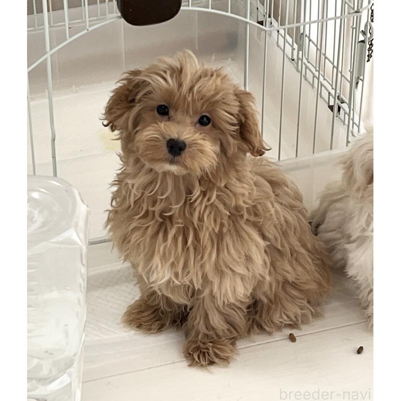 販売中の福岡県のマルプー:マルチーズ×トイプードル-416589の7枚目