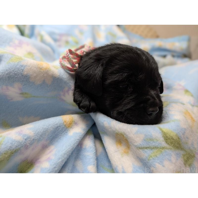 販売中の長野県のラブラドールレトリーバー-443393の4枚目