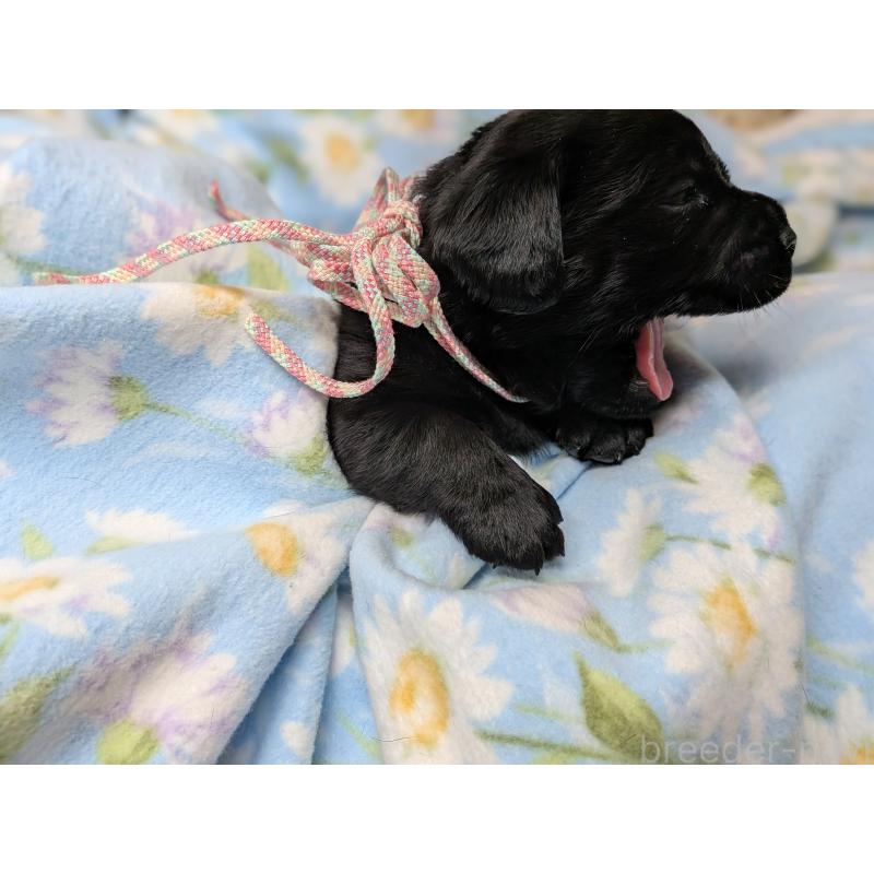 販売中の長野県のラブラドールレトリーバー-443393の3枚目