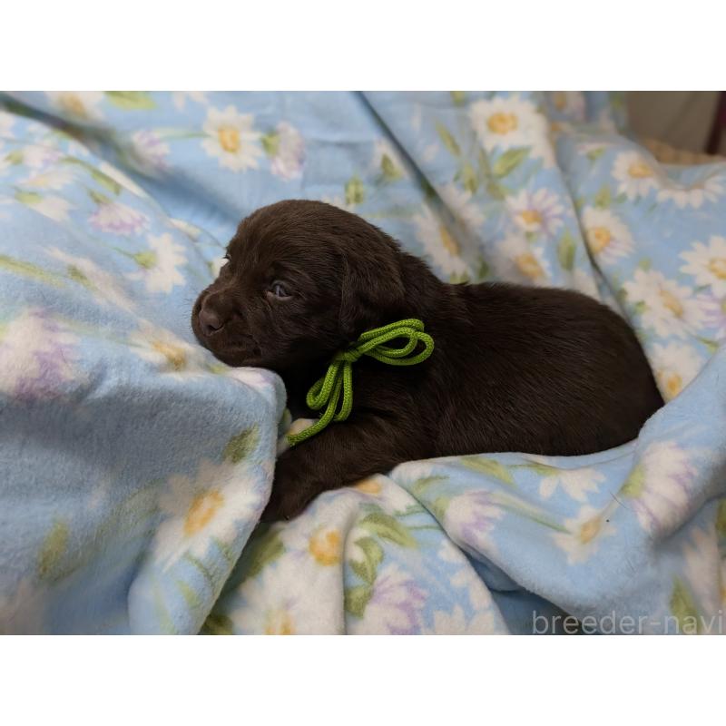 販売中の長野県のラブラドールレトリーバー-443394の4枚目