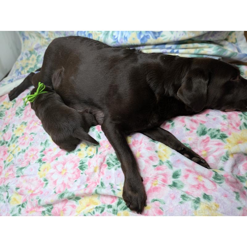 販売中の長野県のラブラドールレトリーバー-443394の2枚目