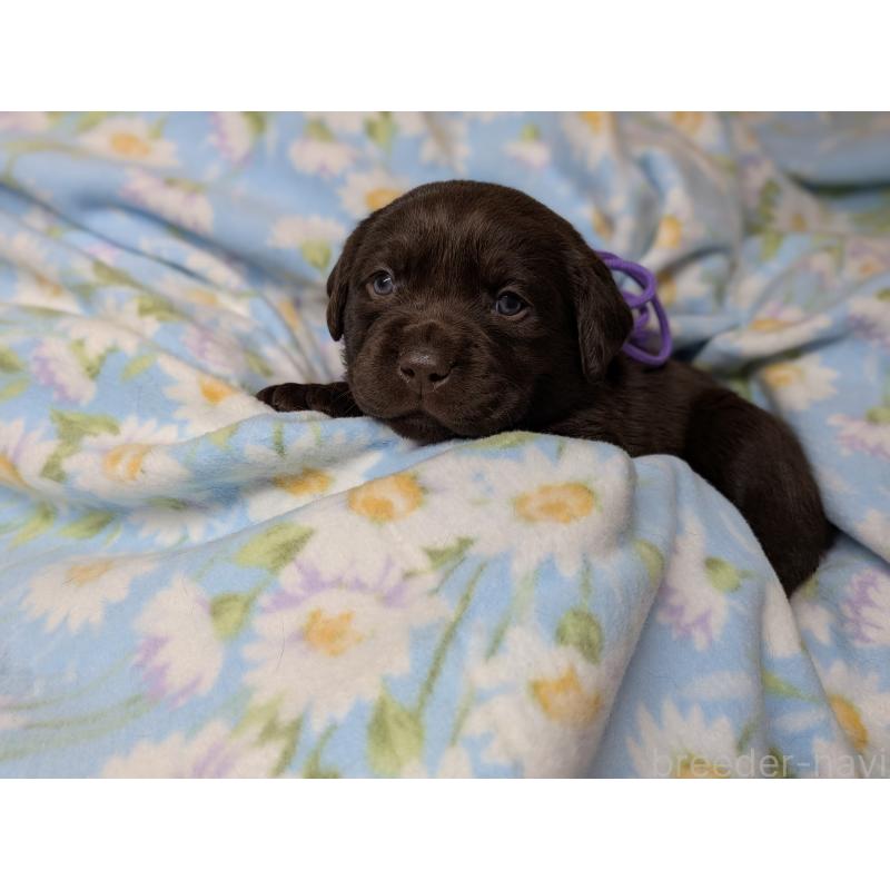 商談中の長野県のラブラドールレトリーバー-443395の7枚目