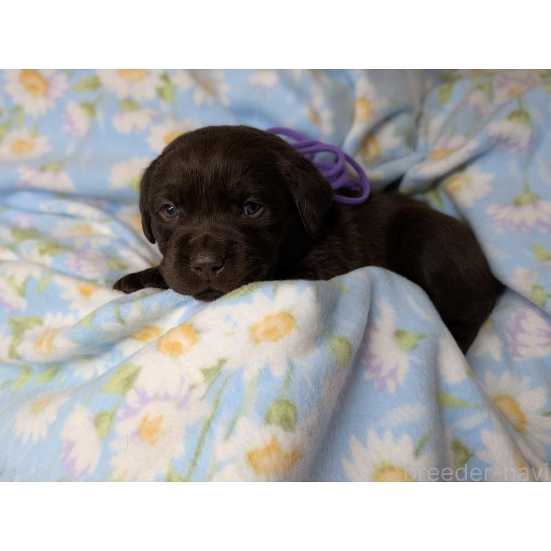 商談中の長野県のラブラドールレトリーバー-443395の6枚目