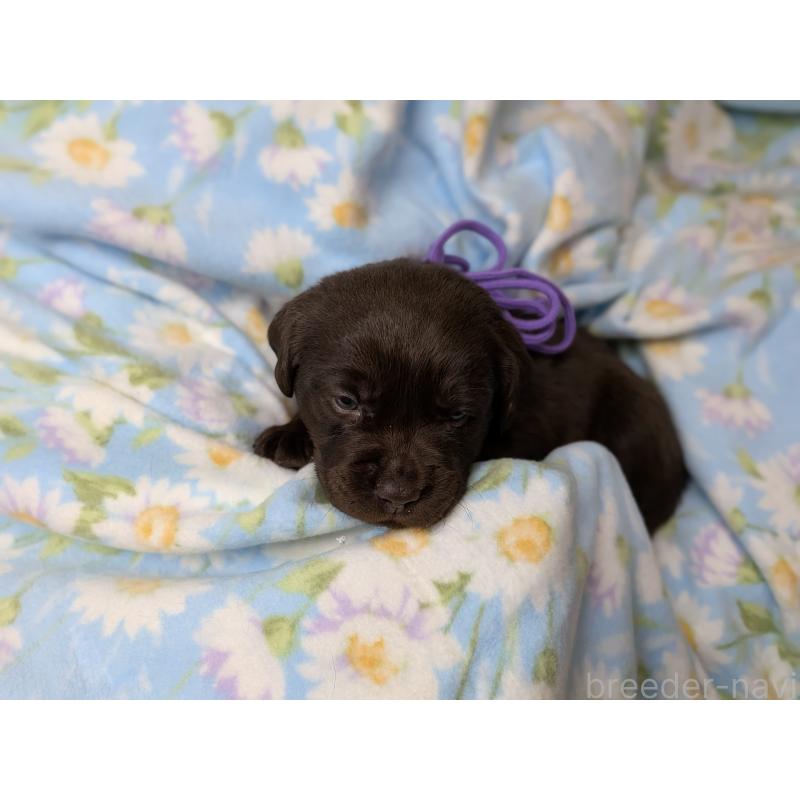 商談中の長野県のラブラドールレトリーバー-443395の5枚目