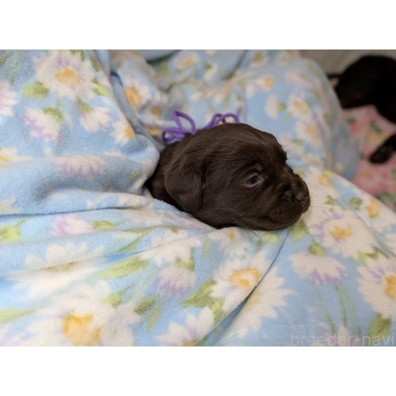 商談中の長野県のラブラドールレトリーバー-443395の4枚目