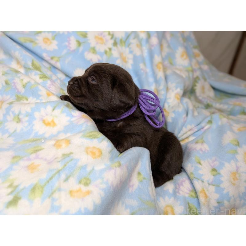 商談中の長野県のラブラドールレトリーバー-443395の3枚目