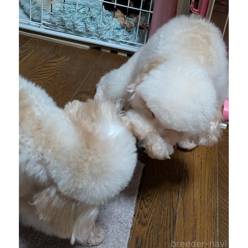 販売中の新潟県のトイプードル-431348の8枚目