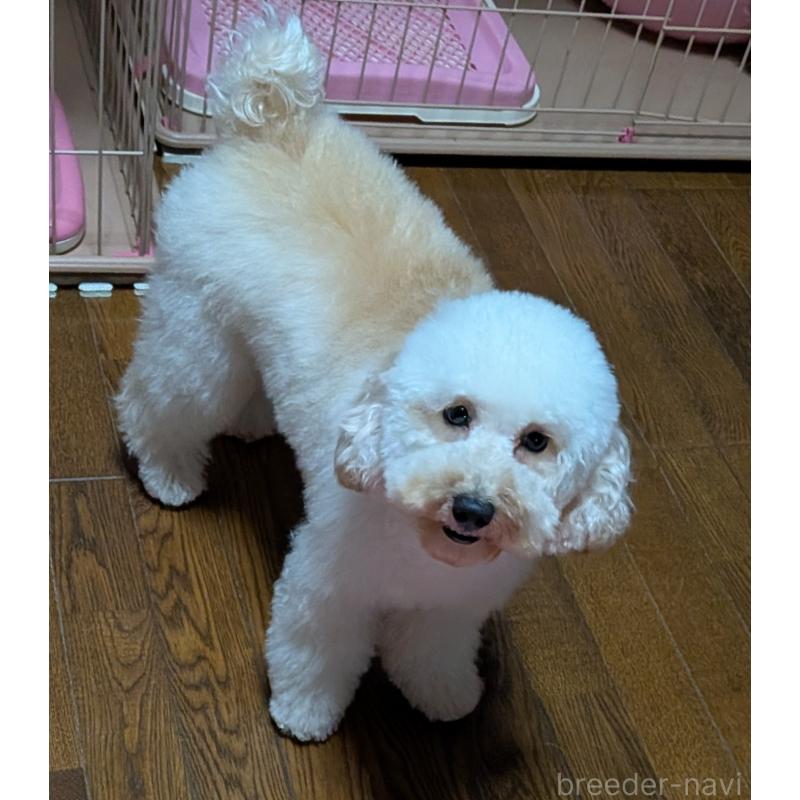 販売中の新潟県のトイプードル-431348の7枚目