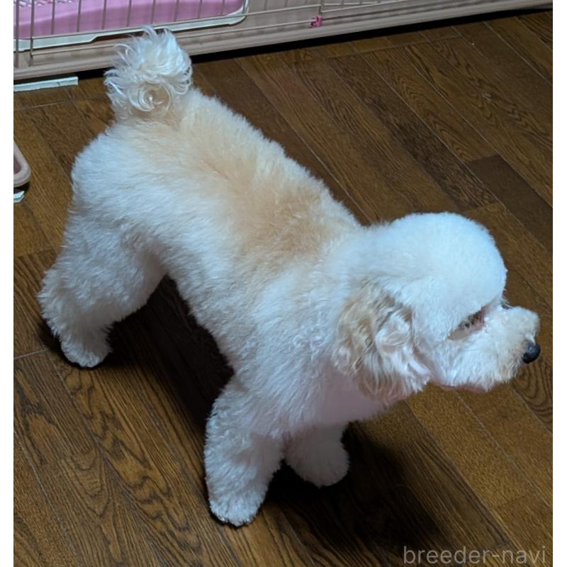 販売中の新潟県のトイプードル-431348の6枚目