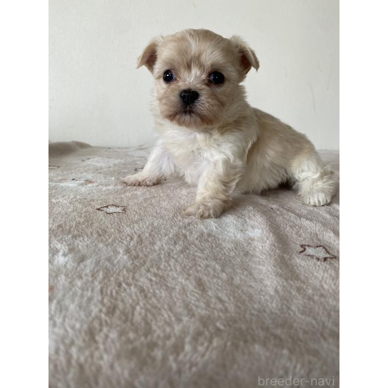 販売中の岡山県のチワマル:チワワ×マルチーズ-443397の5枚目