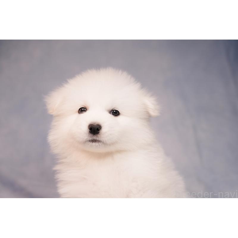 成約済の群馬県のサモエド-440411の9枚目