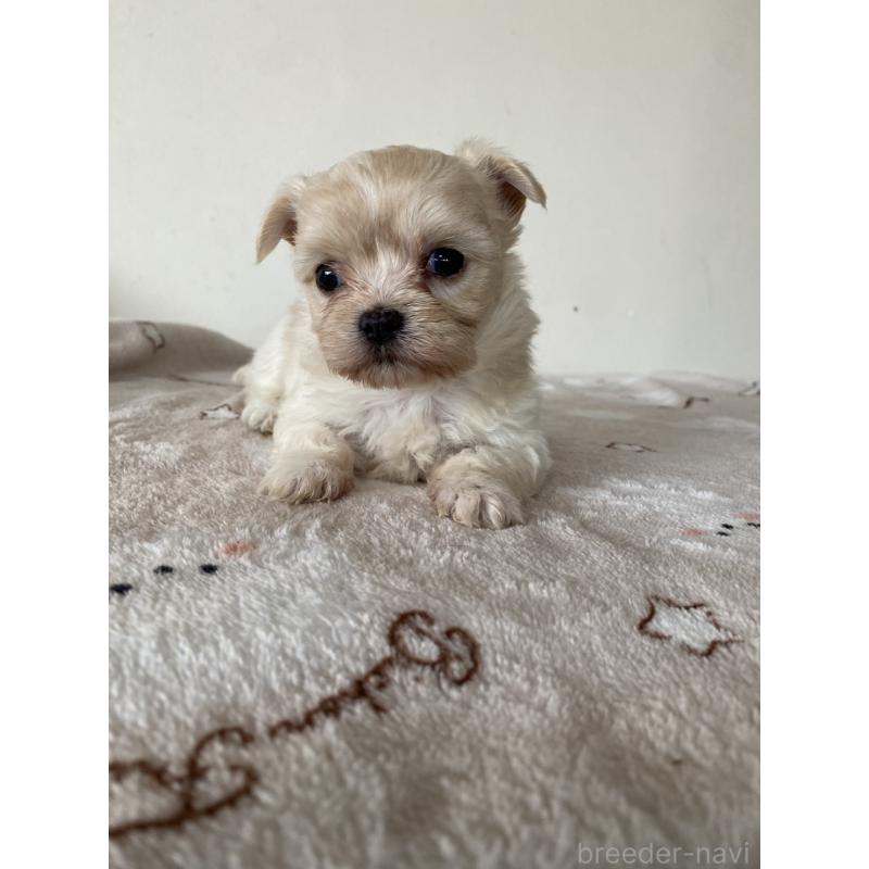 販売中の岡山県のチワマル:チワワ×マルチーズ-443397の3枚目