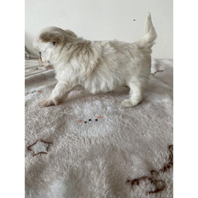 販売中の岡山県のチワマル:チワワ×マルチーズ-443397の2枚目