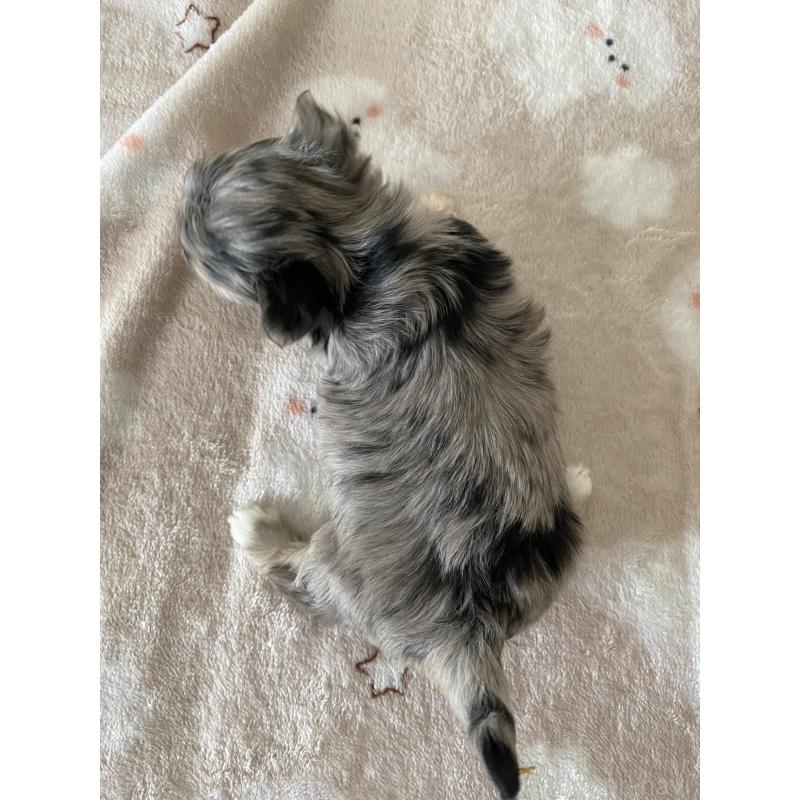 販売中の岡山県のチワマル:チワワ×マルチーズ-443398の5枚目