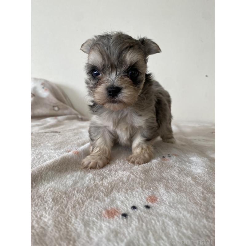 販売中の岡山県のチワマル:チワワ×マルチーズ-443398の4枚目