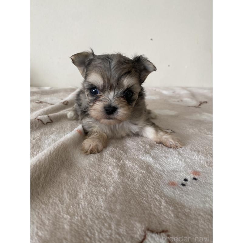 販売中の岡山県のチワマル:チワワ×マルチーズ-443398の3枚目