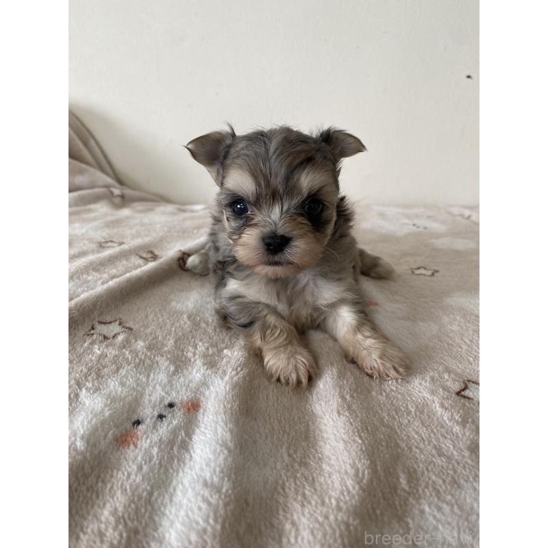 販売中の岡山県のチワマル:チワワ×マルチーズ-443398の2枚目