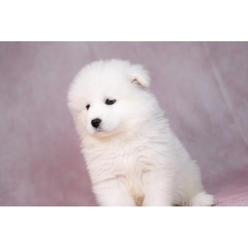 販売中の群馬県のサモエド-440403の7枚目