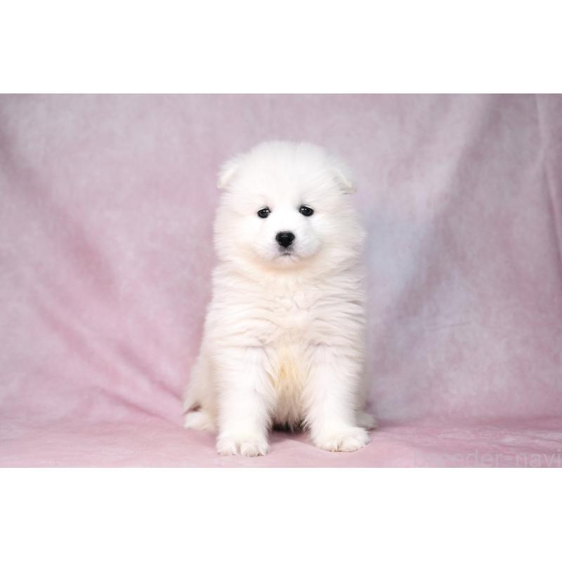 販売中の群馬県のサモエド-440403の5枚目