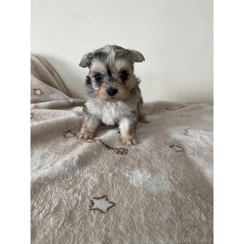 販売中の岡山県のチワマル:チワワ×マルチーズ-443399の5枚目