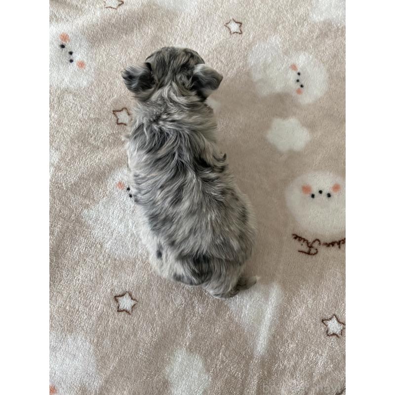 販売中の岡山県のチワマル:チワワ×マルチーズ-443399の4枚目