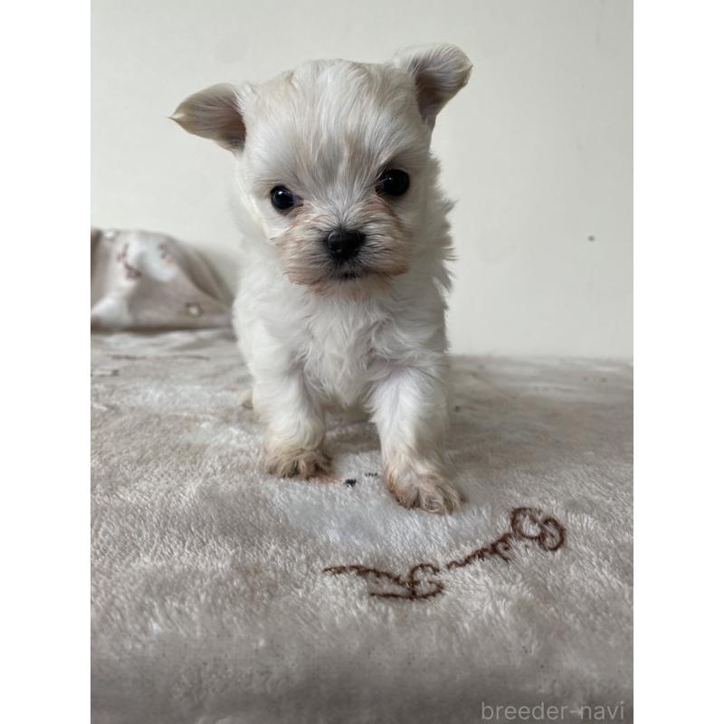 販売中の岡山県のチワマル:チワワ×マルチーズ-443400の4枚目