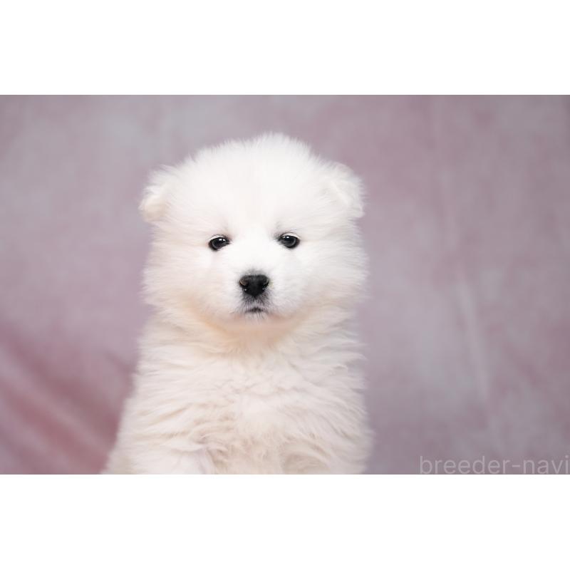 販売中の群馬県のサモエド-443401の7枚目