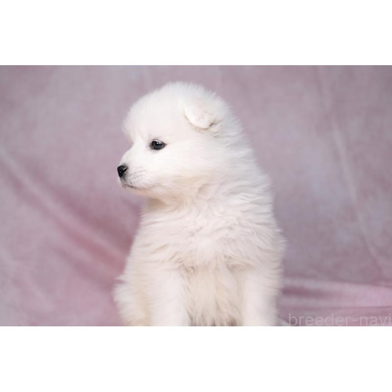 販売中の群馬県のサモエド-443401の6枚目