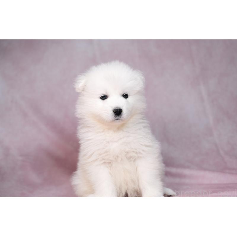 販売中の群馬県のサモエド-443401の5枚目