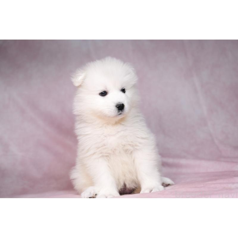 販売中の群馬県のサモエド-443401の4枚目