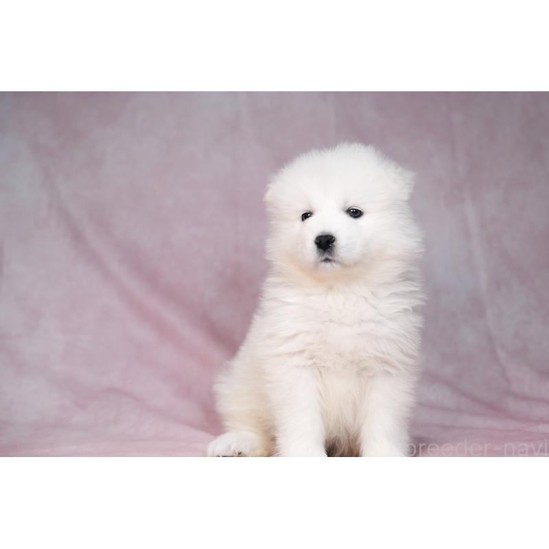 販売中の群馬県のサモエド-443401の2枚目