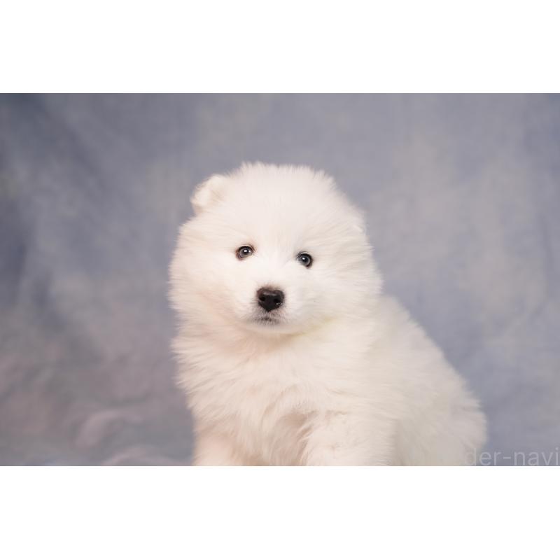 販売中の群馬県のサモエド-440424の11枚目