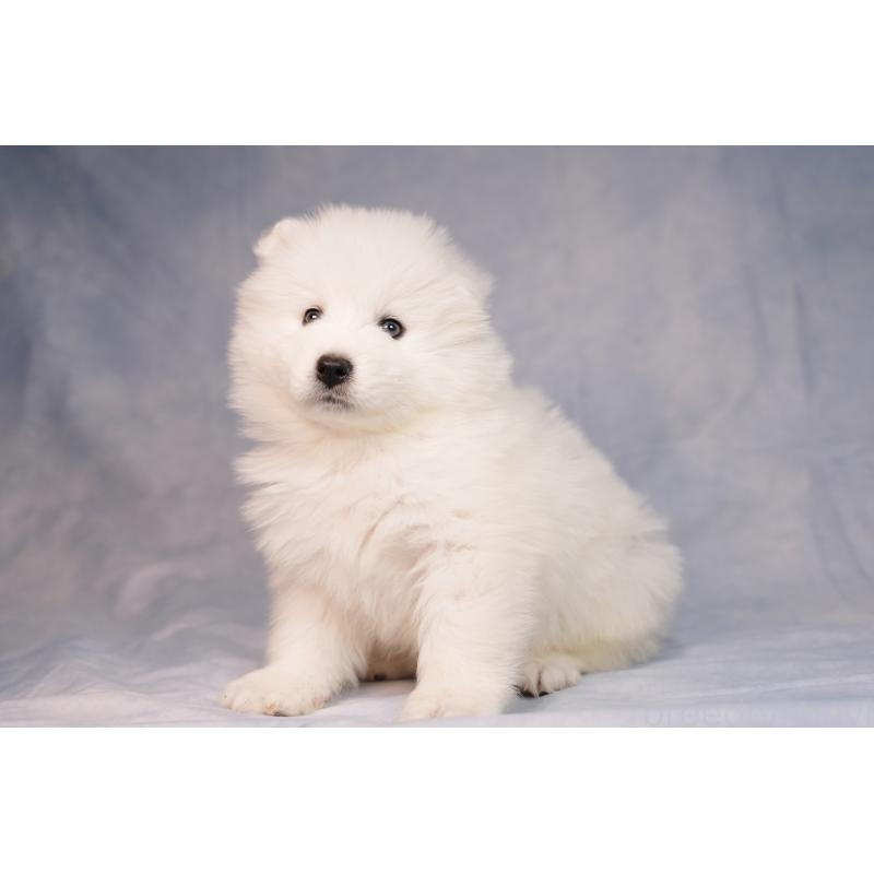 販売中の群馬県のサモエド-440424の10枚目