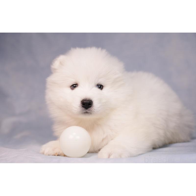 販売中の群馬県のサモエド-440424の9枚目