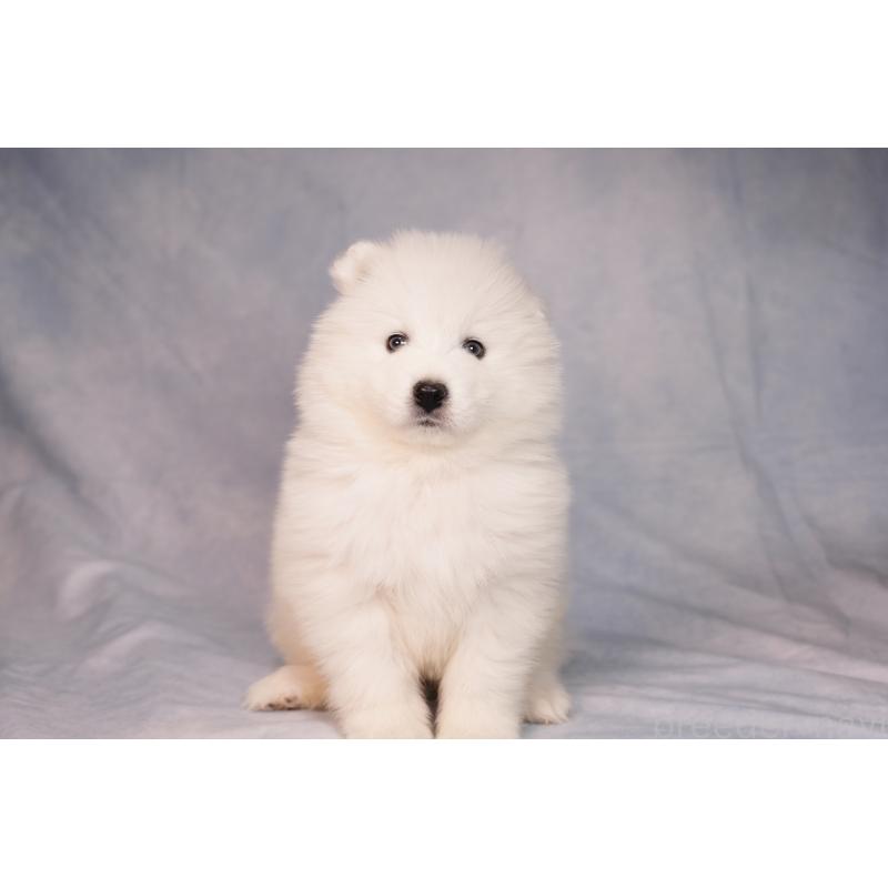 販売中の群馬県のサモエド-440424の8枚目