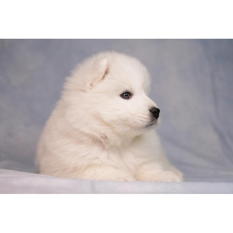 販売中の群馬県のサモエド-440424の7枚目