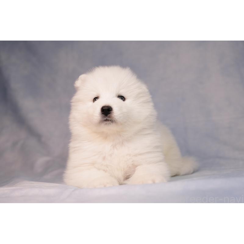 販売中の群馬県のサモエド-440424の6枚目