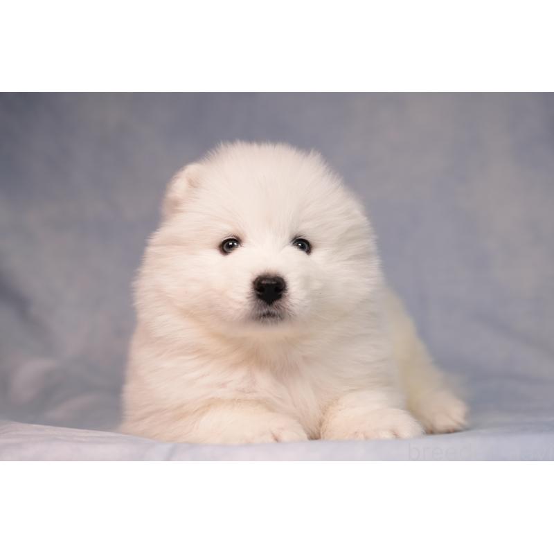 販売中の群馬県のサモエド-440424の5枚目