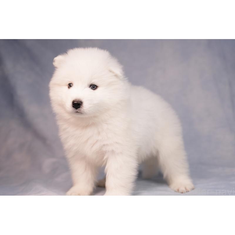 販売中の群馬県のサモエド-440424の4枚目