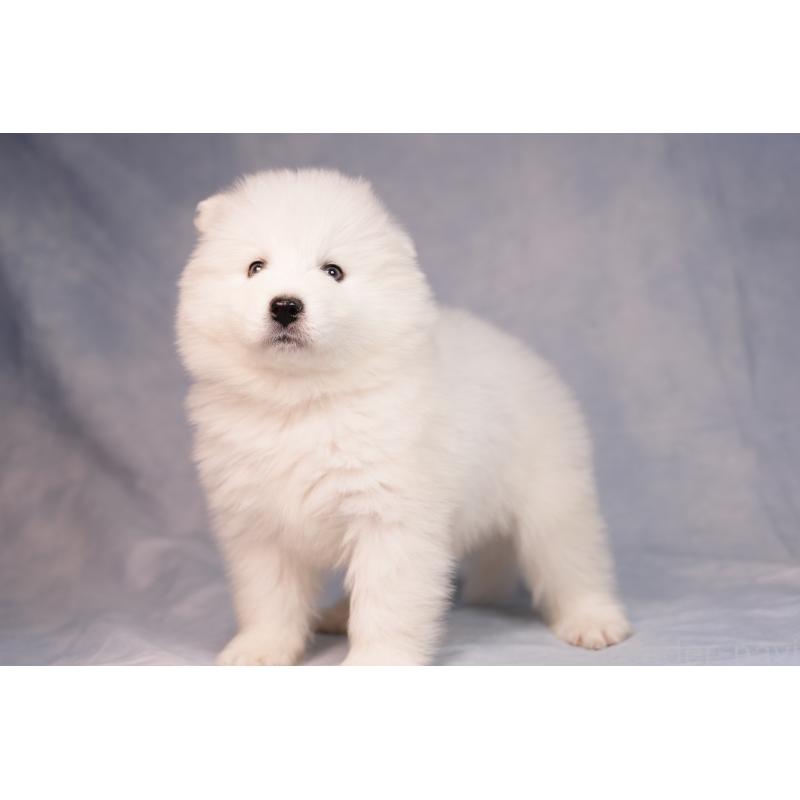 販売中の群馬県のサモエド-440424の3枚目